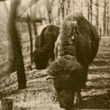 Expo Cinéma expérimental : "Frontières animales"