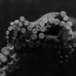 Expo Séance "Jean Painlevé" (1h07)