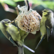 Atelier FABRIQUE TES BOULES DE GRAISSE POUR LES OISEAUX à VENELLES @ Médiathèque  - Billets & Places