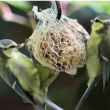Atelier AIDER LES OISEAUX EN HIVER &agrave; VENELLES @ M&eacute;diath&egrave;que  - Billets & Places