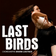 Spectacle LAST BIRDS