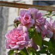 Visite guid&eacute;e - World Rose Day &agrave; CONDETTE @ Accueil billetterie - Billets & Places