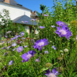 Journées du Patrimoine : Visite thématique des Jardins à SAINT SAUVEUR EN PUISAYE @ La Maison de Colette - Billets & Places
