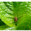 Visite sur les araign&eacute;es du jardin &agrave; CONDETTE @ Accueil billetterie - Billets & Places