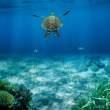 Conférence AGIR POUR LES OCEANS, UN DEFI POUR DEMAIN à VENELLES @ L'Étincelle - Salle Grace Kelly - Billets & Places