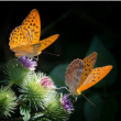 OBSERVATION DES PAPILLONS DE NUIT à VENELLES - Billets & Places