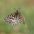 Atelier INVENTAIRE PARTICIPATIF DES INSECTES à VENELLES - Billets & Places