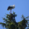 16-17 mai - Habitats et secrets de la faune alsacienne