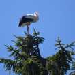 16-17 mai - Habitats et secrets de la faune alsacienne