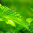 Conf&eacute;rence LES PLANTES SAUVAGES ET COMESTIBLES &agrave; VENELLES @ L'&Eacute;tincelle - Salle Grace Kelly - Billets & Places