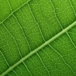 Atelier LE MONDE VEGETAL &agrave; VENELLES @ M&eacute;diath&egrave;que  - Billets & Places