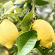 Visite Apéro à la Ferme des Citrons