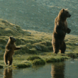 Expo "L'Ours", Jean-Jacques Annaud, 1988 (1h36)