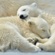 Expo Les métamorphoses de l'ours polaire à BORDEAUX @ Musée Mer Marine - Auditorium  - Billets & Places