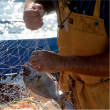 Divers SAVEURS ET SAVOIR-FAIRE à SAINTE MAXIME @ Centre historique - Billets & Places