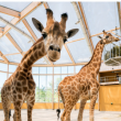 BILLET HAUTE SAISON 2025 à MULHOUSE @ Parc Zoologique et Botanique de Mulhouse - Billets & Places