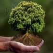 Atelier LE TAROT DE L'ARBRE &agrave; VENELLES @ M&eacute;diath&egrave;que  - Billets & Places