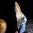 KDOZOO CARNIVORES / OISEAUX