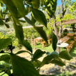 Visite Gouter à la Ferme des Citrons