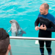 Option Rencontre avec les dauphins