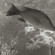 Expo "Wonders of the Sea", John Ernest Williamson, 1922 (51min)