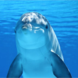 Atelier CREATION D'UN JEU DE 7 FAMILLES : ANIMAUX MARINS à VENELLES @ Médiathèque  - Billets & Places