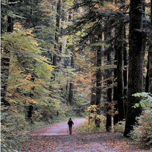 Dans Les Forêts
