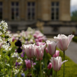 Visite expert - Le Jardin du Parfumeur à VERSAILLES @ Trianon - Grand Trianon - Billets & Places
