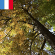 Visite 18-25 ans - Murmures d'arbres