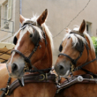 Visite BALADE EN CALECHE