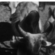 Expo Films de Claude Levi Strauss et Dina Dreyfus (45 min)
