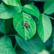 CONFERENCE SUR LE VIVANT à VENELLES @ Théâtre de Verdure  - Billets & Places
