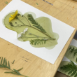 Atelier Initiation au cyanotype